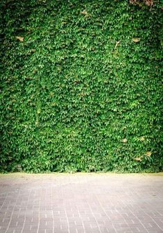 a red fire hydrant sitting in front of a green wall covered in ivys