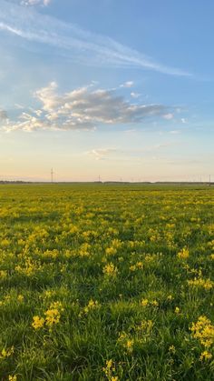 an open field with yellow flowers under a blue sky and white clouds in the distance