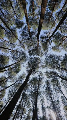 looking up at the tops of tall trees in a forest with sun shining through them