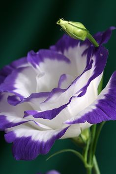 Balboa Blue Lisianthus Wallpaper Flower, Flowers Garden, Purple And White, Better Homes And Gardens