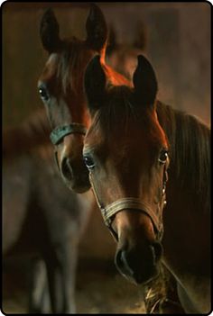 two brown horses standing next to each other