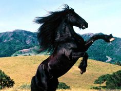 a black horse is standing on its hind legs