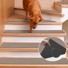 a dog is climbing the stairs with its paw