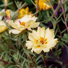 some yellow flowers are blooming in the garden