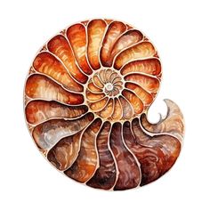 an orange and brown nauti shell on a white background with watercolors in it