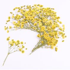 yellow flowers are arranged on a white surface