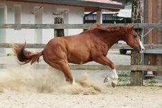 a brown horse is running in the dirt near a wooden fence and some grass on the ground