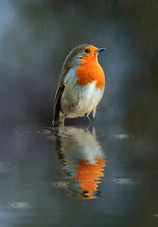 an orange and white bird is standing in the rain