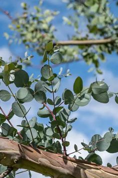 Eucalyptus plants, known for their aromatic leaves and rapid growth, are a versatile addition to any garden. This guide provides all the information you need to care for and grow healthy eucalyptus plants. Learn about the optimal conditions for watering, lighting, and soil to support your plants' health. With these expert insights, you can enjoy the beauty and benefits of eucalyptus plants in your home or garden. Eucalyptus Camaldulensis, Eucalyptus Deglupta, Rainbow Eucalyptus, Scale Insects, Rooting Hormone, Eucalyptus Tree, Temperature And Humidity, Types Of Soil