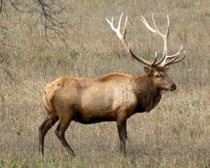 an elk is standing in the tall grass