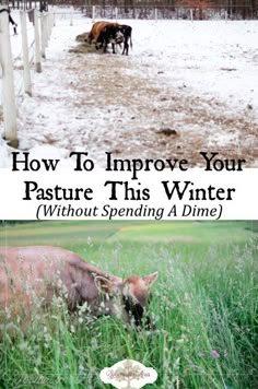 two cows grazing in a field with the words how to improve your pasture this winter without spending a dime