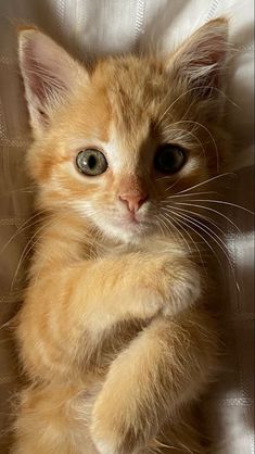 a small orange kitten sitting on top of a bed