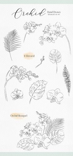 an image of flowers and plants drawn in ink on paper with the words orchid written below