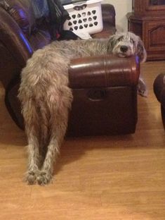 a dog is sitting on a leather recliner