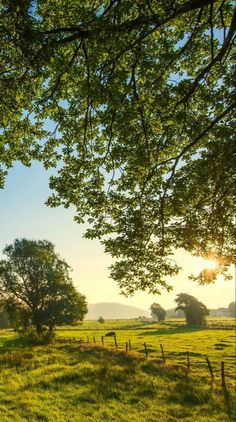 an open field with trees in the background and sun shining through the leaves on the grass