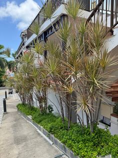 some very pretty plants by the side of a building with balconies on it