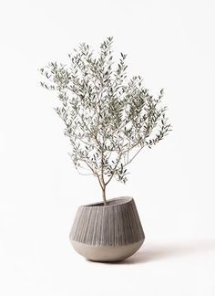 an olive tree in a gray vase on a white background