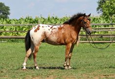 a brown and white horse standing on top of a lush green field