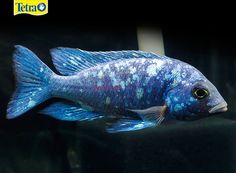 a blue and white fish swimming in an aquarium