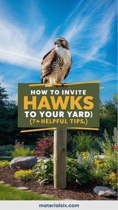 Hawk perched on a sign reading "How to Invite Hawks to Your Yard (7+ Helpful Tips)" in a lush garden setting. Backyard Ecosystem, Majestic Birds, Conifer Trees, Bird Boxes, How To Attract Birds, Natural Garden