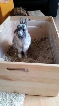 a small gray and white rabbit sitting in a wooden box filled with sand on the floor