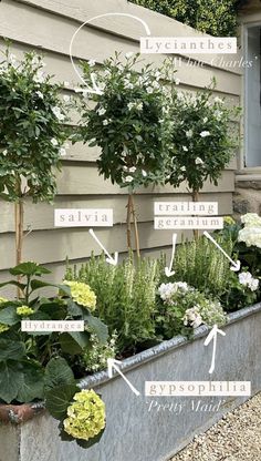 an assortment of different plants in a metal planter on the side of a house