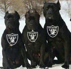 four black dogs sitting in the snow with their collars on and one is looking at the camera