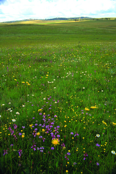 a field full of green grass and wildflowers