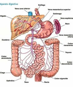 the anatomy of the human body and its major organs, including the liver, pancretam, stomach, lungs, bile system