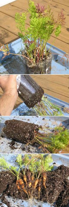 four pictures showing different stages of growing plants from seed to plant, and then watering water on the ground