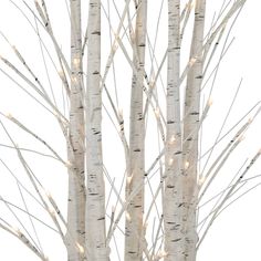 white birch trees with lights in the branches