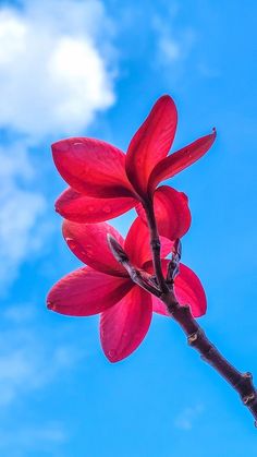 Photo Frame Wallpaper, Iphone Wallpaper Landscape, Beautiful Flowers Photography, Beautiful Flowers Pictures, Photography Wallpaper, Anime Scenery Wallpaper