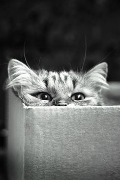 black and white photograph of a cat peeking out from a box with its eyes wide open