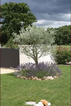 a dog laying in the grass next to a tree and some bushes with purple flowers