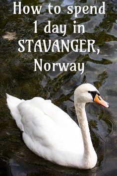 a white swan floating on top of a lake next to the words how to spend 1 day in stavanger, norway