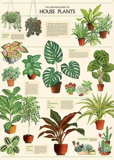 Mit unseren cleveren Dekotipps umschiffst du den Lastminute-Stress vor den FeiertagenDas Tolle daranDu kannst heute schon damit anfangenUnd alle Dekorationen sind so strapazierfähigdass du sie... Plakat Design Inspiration, House Plants Hanging, Botanisk Illustration, Inside Plants, Plant Aesthetic