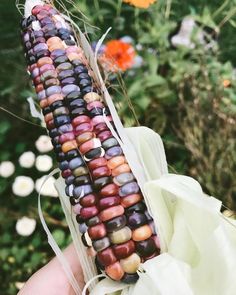 a hand holding a corn on the cob in front of some wildflowers