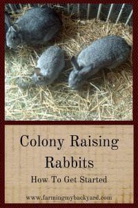 three rabbits laying in hay with the words colony raising rabbits how to get started on them