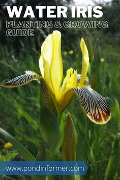 a yellow flower with the words water iris planting and growing guide on it's side