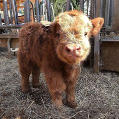 a small brown cow standing on top of dry grass