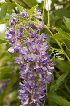 Blue Moon Kentucky Wisteria