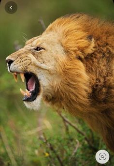 a close up of a lion with its mouth open