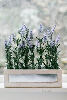 purple flowers in a wooden planter on a window sill