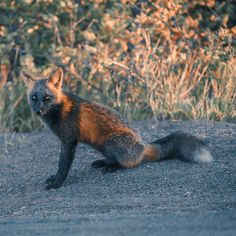 a red fox sitting on top of a gravel road