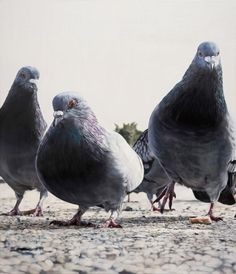 three pigeons are standing together on the ground