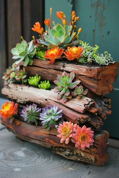 there are many succulents growing out of the logs