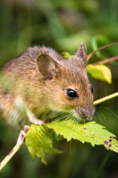 Mouse nibbling on a green leaf, surrounded by grass. Spirit Animals, Mindful Living, Spirit Guides, Spirit Animal, Meant To Be