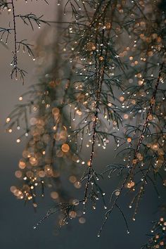 raindrops on the branches of a tree in front of a dark night sky