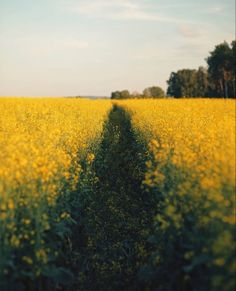 a field with yellow flowers and trees in the distance, taken from an old film camera