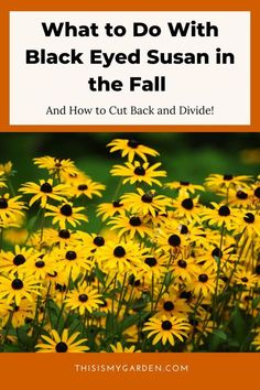 yellow flowers with the words what to do with black eyed susan in the fall and how to cut back and divide